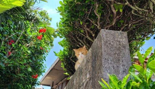 【穴場】宮古島から15分、神の住む島『大神島』へ行ってきました