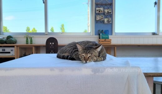 猫カフェより猫と遊べる黒島のカフェ、ハートランドに行ってきました